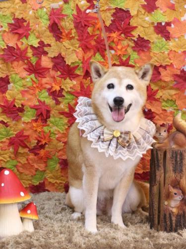 20241113りんちゃん